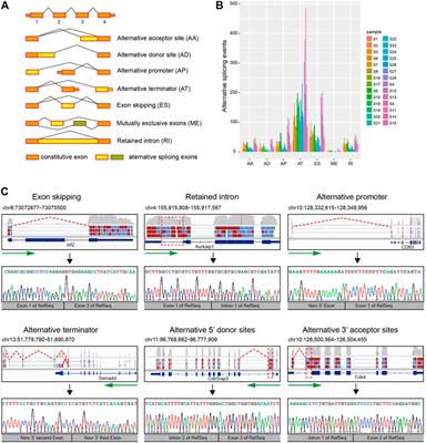 Single-Cell Transcriptomics Reveals Splicing Features of Adult Neural Stem Cells in the Subventricular Zone